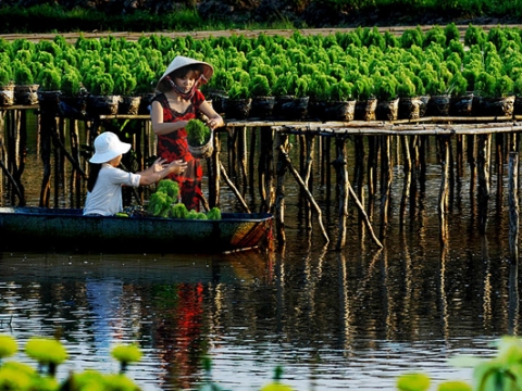 Mekong Homestay (Vinh Long) 