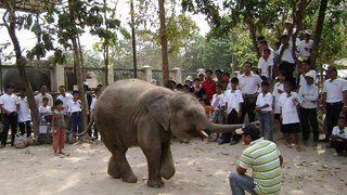 Phnom Tamao Wildlife Tour 