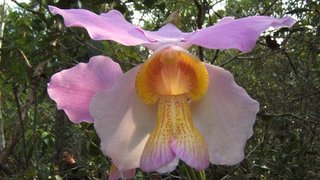 Vientiane Orchid Trek 