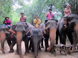 Elephant Village Tour 