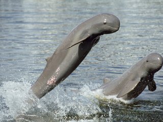 Dolphins – Flooded Forest – Stung Treng (B, L)