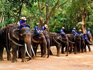 Chiang Mai - Elephant Safari (B, L)