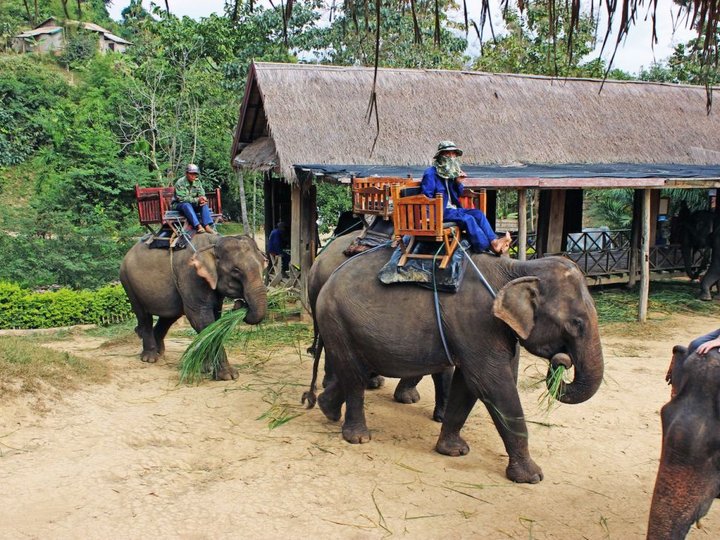 Elephant Village Sanctuary 