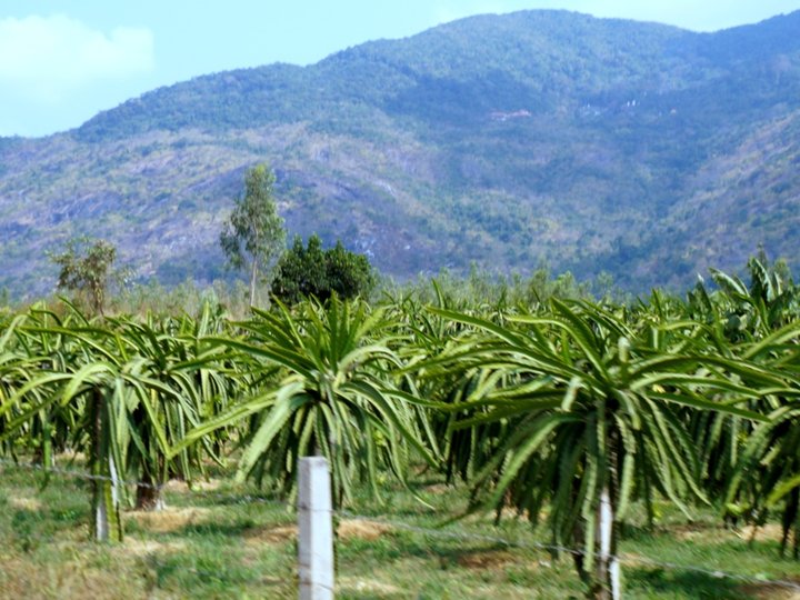 Takou Mountain 