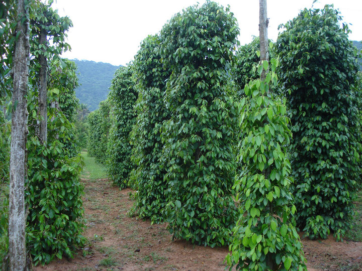 Pepper Plantations