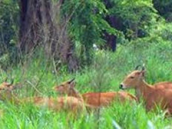 Lumphat Wildlife Sanctuary
