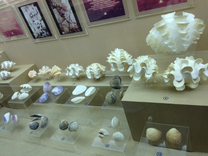 Phuket Seashell Museum